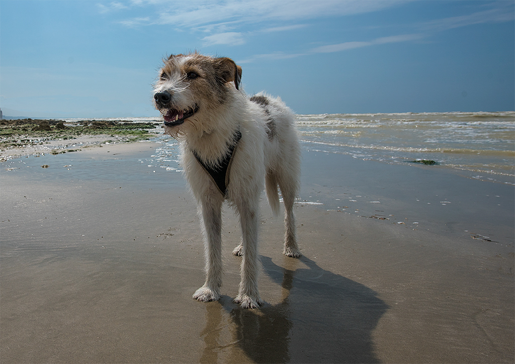 Normandie 05 - 2016_KA78944-1 Kopie.jpg -    Ankunft in Le Treport. Schönes Wetter -  Felix macht schon sein Sandbuddelgesicht